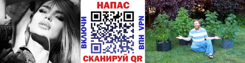 Конопля гибрид Зеленокумск